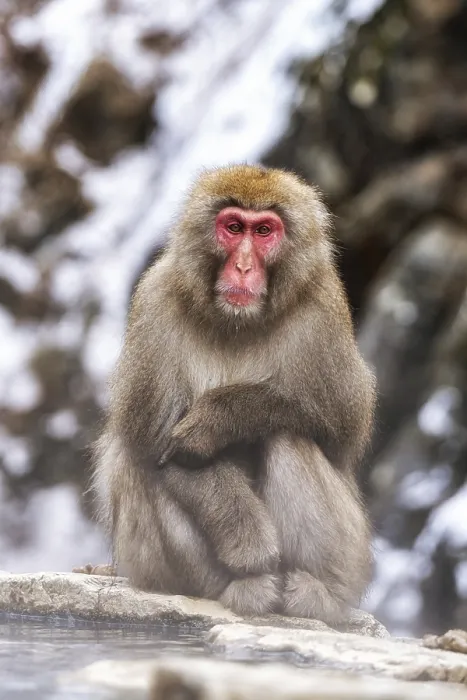 Framed Print : Snow monkeys also called Japanese macaque relaxing by the hot spring water in Jigokudani Monkey Park in Nagano Framed Print : Snow monkeys also called Japanese macaque relaxing by the hot spring water in Jigokudani Monkey Park in Nagano