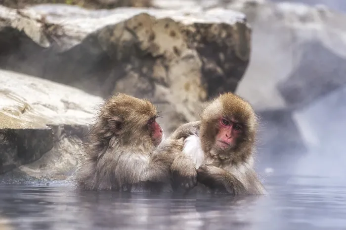 Framed Print : Snow monkeys also called Japanese macaque relaxing by the hot spring water in Jigokudani Monkey Park in Nagano Framed Print : Snow monkeys also called Japanese macaque relaxing by the hot spring water in Jigokudani Monkey Park in Nagano