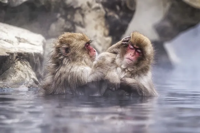 Framed Print : Snow monkeys also called Japanese macaque relaxing by the hot spring water in Jigokudani Monkey Park in Nagano Framed Print : Snow monkeys also called Japanese macaque relaxing by the hot spring water in Jigokudani Monkey Park in Nagano
