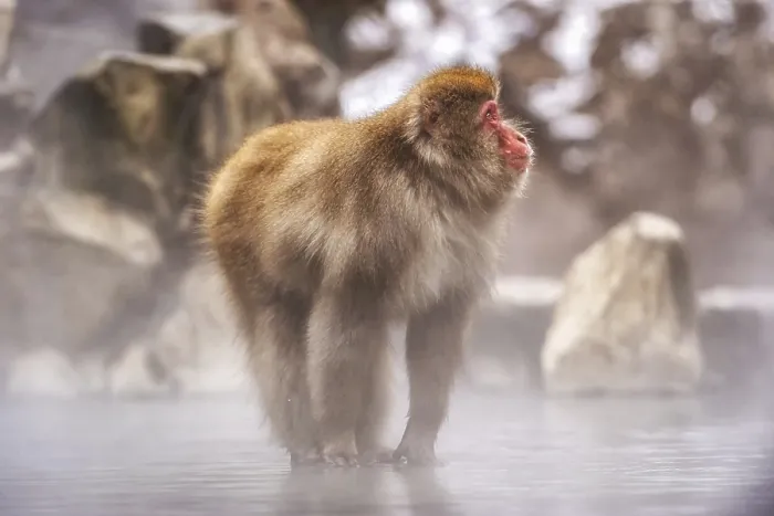Framed Print : Snow monkeys also called Japanese macaque relaxing by the hot spring water in Jigokudani Monkey Park in Nagano Framed Print : Snow monkeys also called Japanese macaque relaxing by the hot spring water in Jigokudani Monkey Park in Nagano