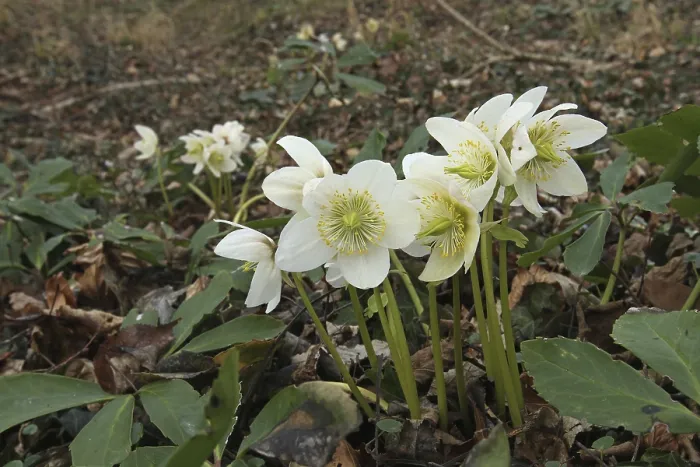 Framed Print : Snow rose (Helleborus niger) also known as Christmas rose
