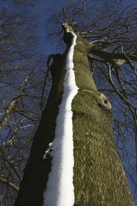 Framed Print : Snow strips on a copper beech