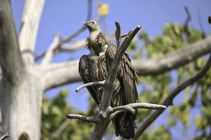 Framed Print : Snow Vulture or Himalayan Vulture (Gyps himalayensis)