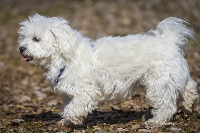 Framed Print : A snow-white Havanese / Maltese mix runs very proudly through the picture