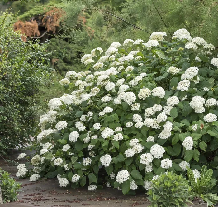 Framed Print : Snowball hydrangea (Hydrangea arborescens Grandiflora')