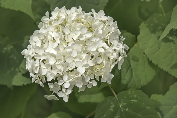 Framed Print : Snowball hydrangea Hydrangea arborescens' Snowball hydrangea Hydrangea arborescens Framed Print : Snowball hydrangea Hydrangea arborescens' Snowball hydrangea Hydrangea arborescens