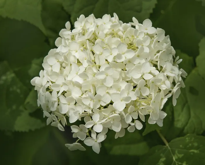 Framed Print : Snowball hydrangea Hydrangea arborescens' Snowball hydrangea Hydrangea arborescens