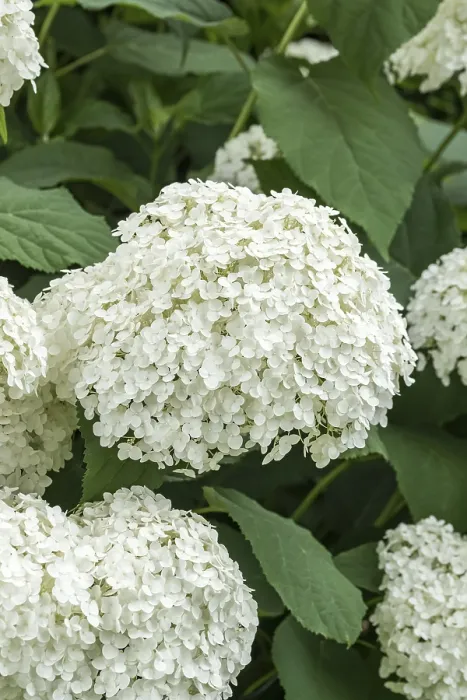 Framed Print : Snowball hydrangea (Hydrangea arborescens STRONG ANNABELLE)