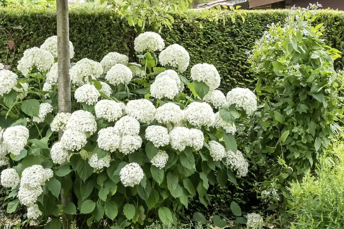 Framed Print : Snowball hydrangea (Hydrangea arborescens STRONG ANNABELLE)