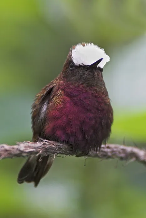 Framed Print : Snowcap (Microchera albocoronata)