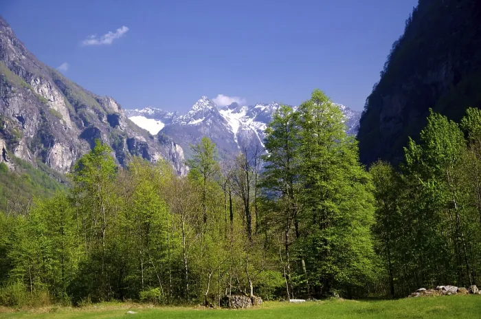Framed Print : Snowcapped Mountain in Valley and Green Trees with Blue Sky in a Sunny Day in Valley Maggia