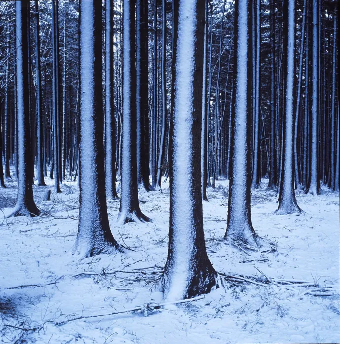 Framed Print : Snowdrifts in spruce forest Germany Framed Print : Snowdrifts in spruce forest Germany