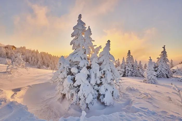 Framed Print : Snowed-in spruces (Picea abies) at sunrise in winter on the Arber