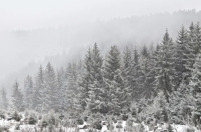 Framed Print : Snowfall in coniferous forest, Harz mountains