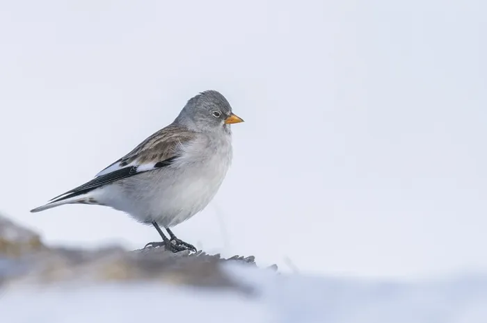 Framed Print : Snowfinch (Montifringilla nivalis)