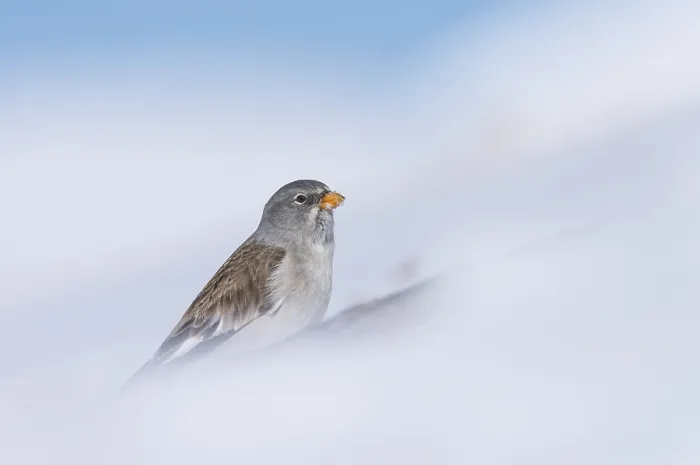 Framed Print : Snowfinch (Montifringilla nivalis)