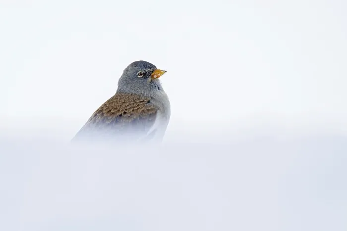 Framed Print : Snowfinch (Montifringilla nivalis) in winter
