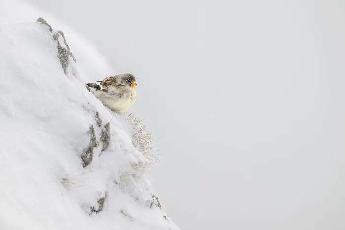 Framed Print : Snowfinch (Montifringilla nivalis) in winter