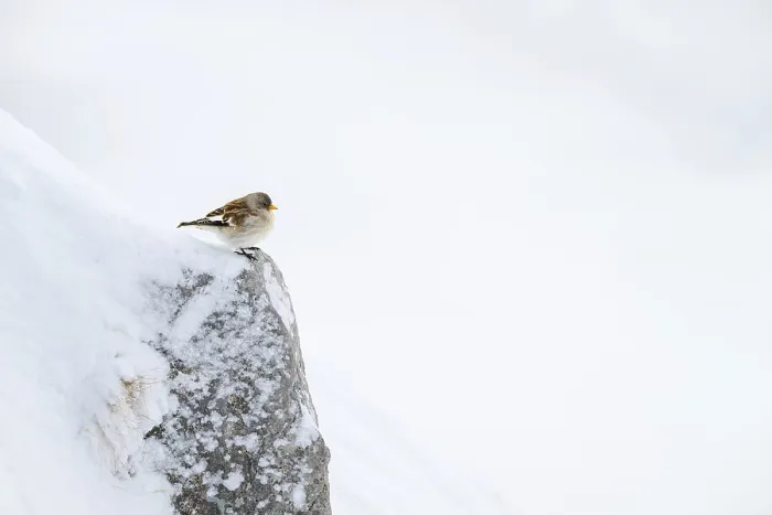 Framed Print : Snowfinch (Montifringilla nivalis) in winter Framed Print : Snowfinch (Montifringilla nivalis) in winter