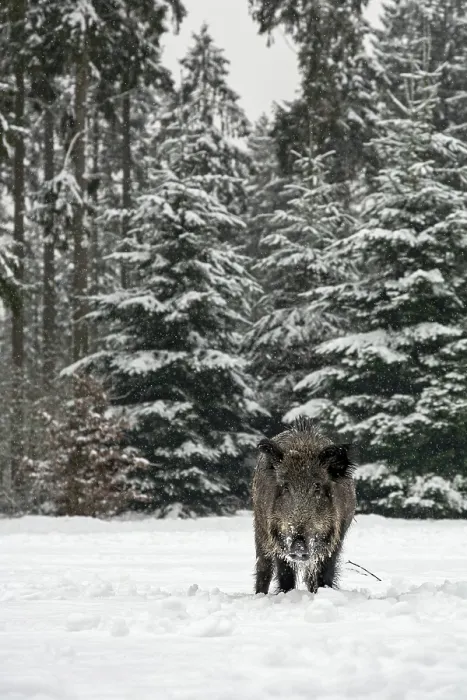 Framed Print : While it is snowing, a wild boar (Sus scrofa) searches for food in a snow-covered forest meadow Framed Print : While it is snowing, a wild boar (Sus scrofa) searches for food in a snow-covered forest meadow