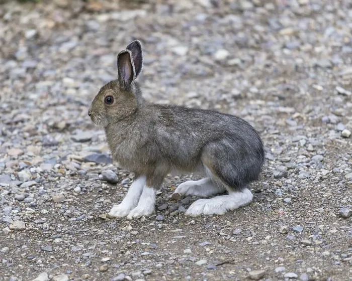 Framed Print : Snowshoe Hare (Lepus americanus)
