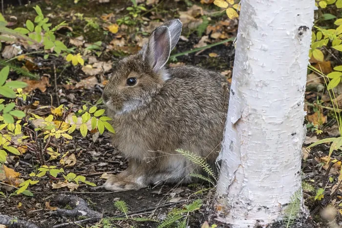 Framed Print : Snowshoe hare (Lepus americanus), Alaska, USA