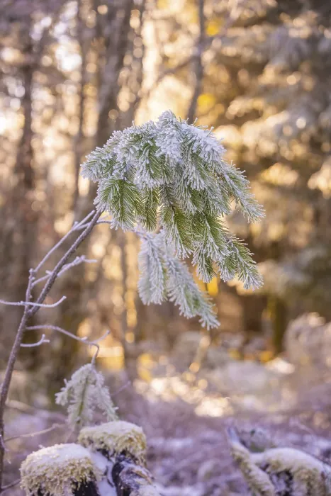 Framed Print : Snowy branches in winter forest at sunrise