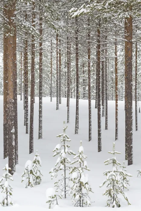Framed Print : Snowy coniferous forest at the Arctic Circle Framed Print : Snowy coniferous forest at the Arctic Circle