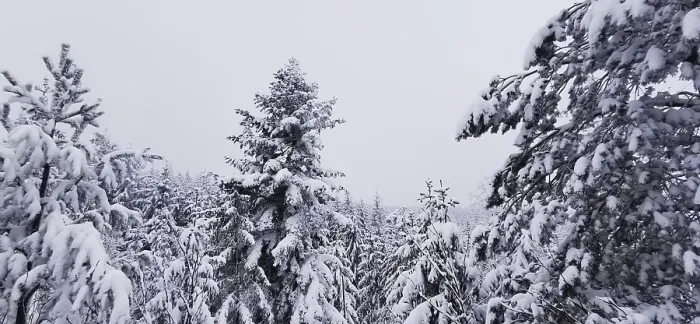 Framed Print : Snowy coniferous forest under a cloudy winter sky