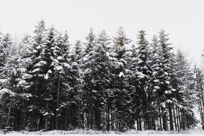 Framed Print : Snowy coniferous trees forest
