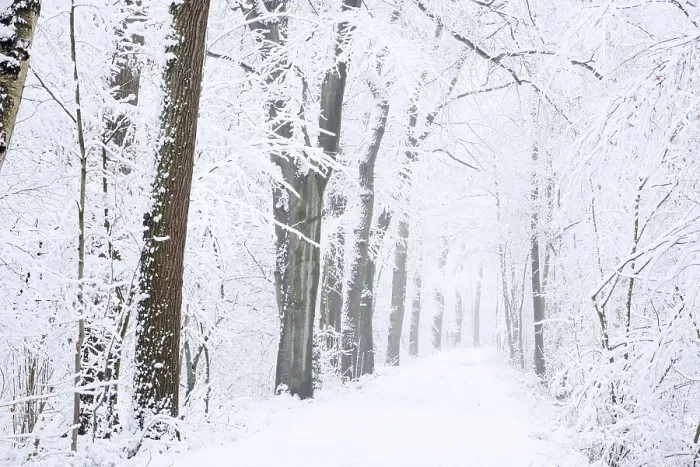 Framed Print : Snowy deciduous trees and forest trail in winter
