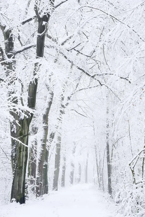 Framed Print : Snowy deciduous trees and forest trail in winter