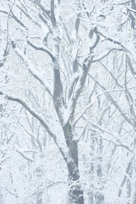 Framed Print : Snowy deciduous trees in winter Framed Print : Snowy deciduous trees in winter