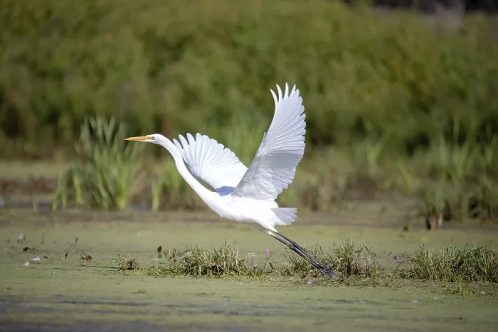 Framed Print : The snowy egret (Egretta thula)