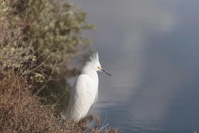 Framed Print : Snowy Egret, Egretta thula, bird forages in a marsh in Huntington Beach