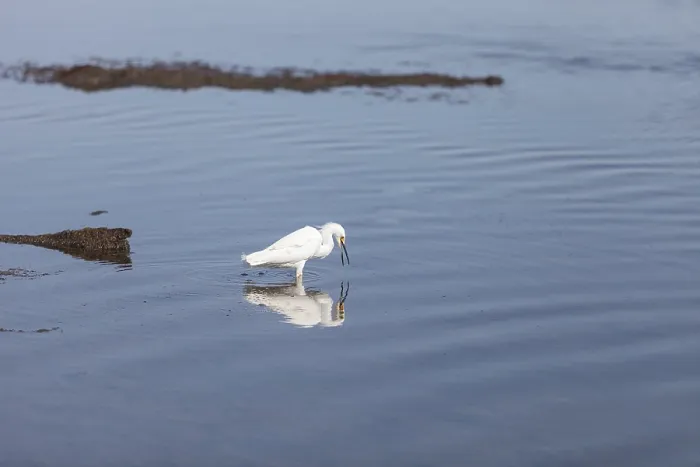 Framed Print : Snowy Egret, Egretta thula, bird forages in a marsh in Huntington Beach