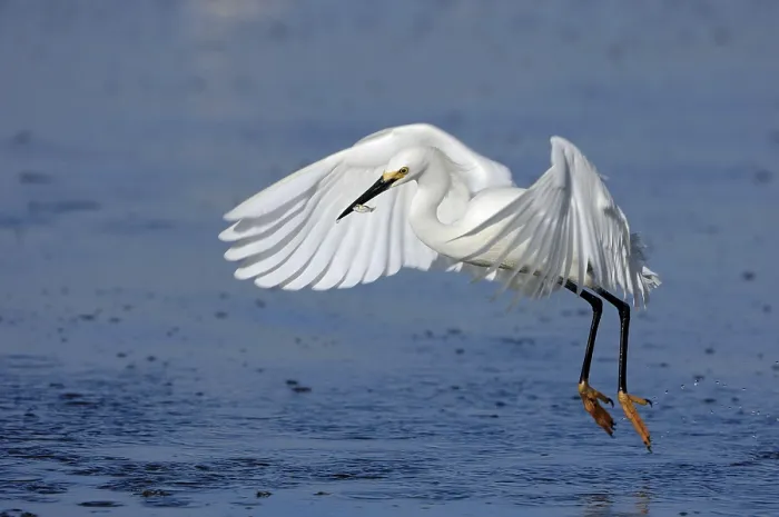 Framed Print : Snowy Egret (Egretta thula) with fish caught in its beak