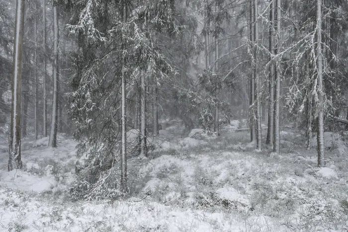 Framed Print : Snowy fir forest, Korpo or Korppo Framed Print : Snowy fir forest, Korpo or Korppo