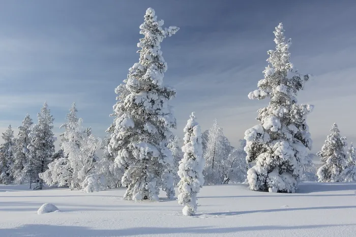 Framed Print : Snowy fir forest, Saariselkae, Finland, Europe