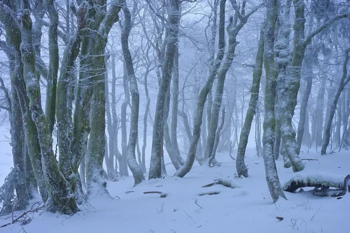 Framed Print : A snowy and foggy forest that creates a mystical and cool atmosphere Framed Print : A snowy and foggy forest that creates a mystical and cool atmosphere