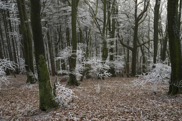 Framed Print : Snowy forest with bare trees and an atmosphere of peace and melancholy Framed Print : Snowy forest with bare trees and an atmosphere of peace and melancholy