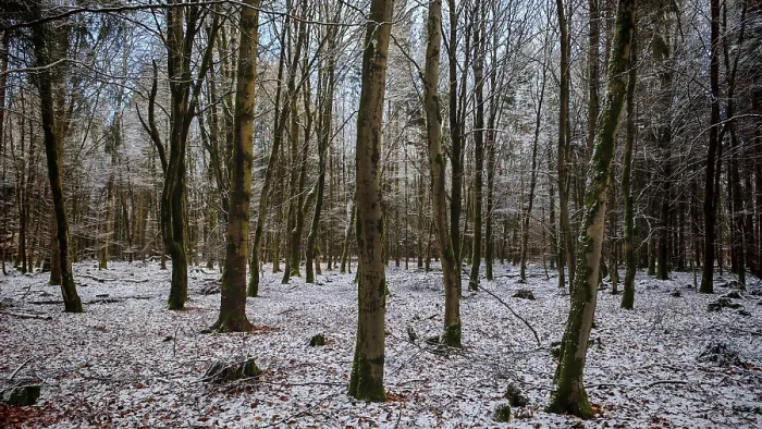 Framed Print : Snowy forest with bare trees, radiates peace and winter magic Framed Print : Snowy forest with bare trees, radiates peace and winter magic