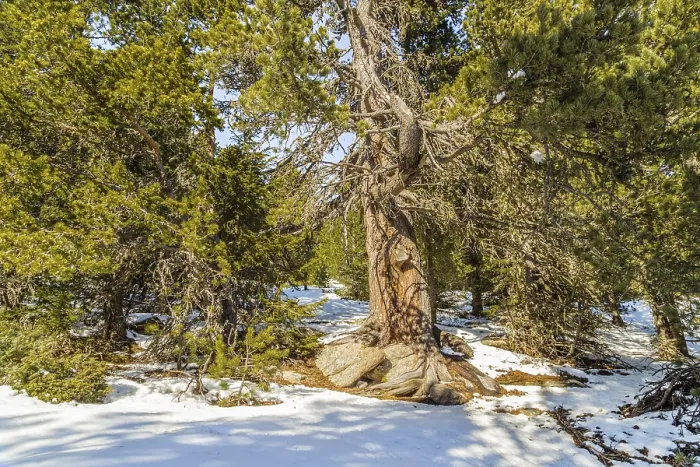 Framed Print : Snowy forest of conifers in Italy Framed Print : Snowy forest of conifers in Italy