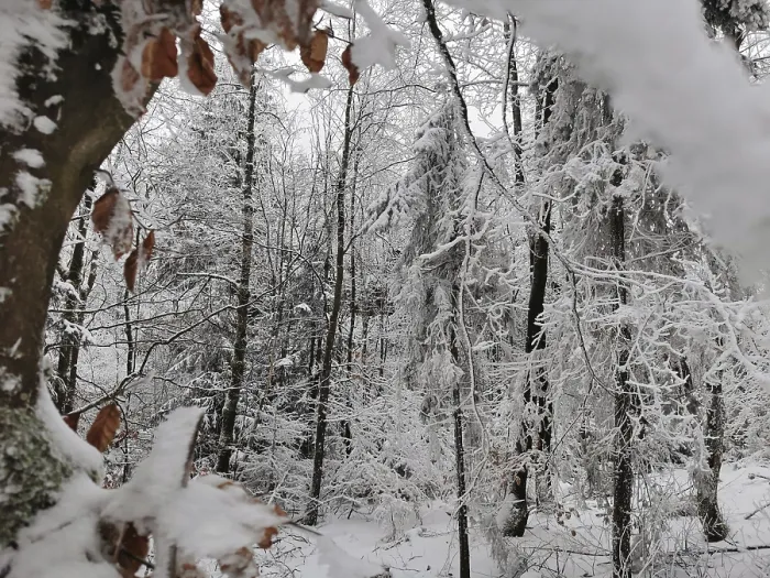 Framed Print : Snowy forest with covered branches and peaceful atmosphere Framed Print : Snowy forest with covered branches and peaceful atmosphere