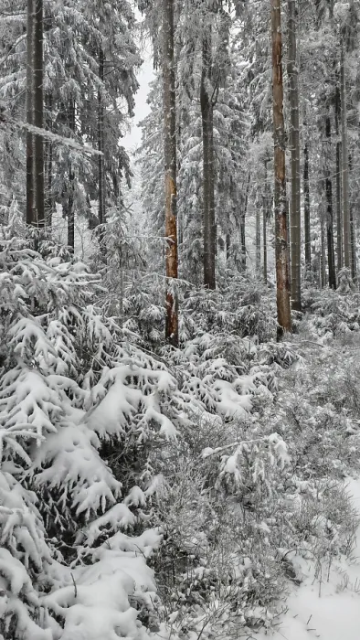 Framed Print : Snowy forest with densely overgrown firs and a quiet atmosphere Framed Print : Snowy forest with densely overgrown firs and a quiet atmosphere