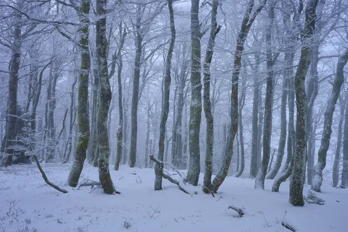 Framed Print : Snowy forest with frosty trees in a foggy Framed Print : Snowy forest with frosty trees in a foggy