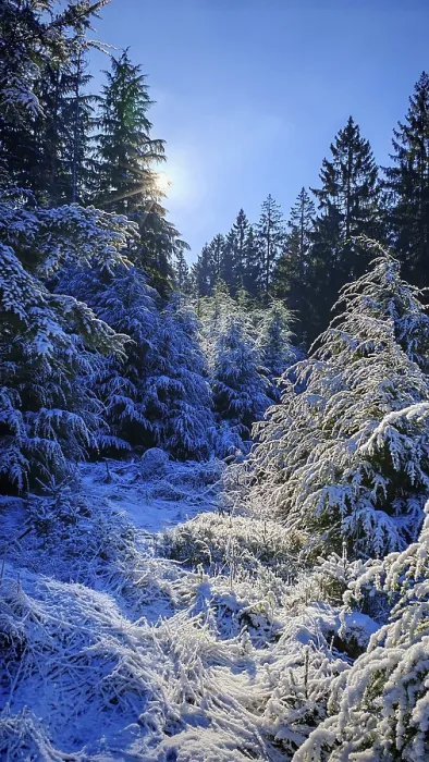 Framed Print : Snowy forest landscape with sunlight shining through the branches Framed Print : Snowy forest landscape with sunlight shining through the branches