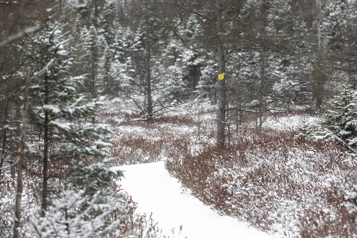 Framed Print : Snowy forest path marked with a yellow indicator
