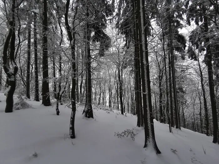 Framed Print : Snowy forest in a quiet winter landscape with dark shades