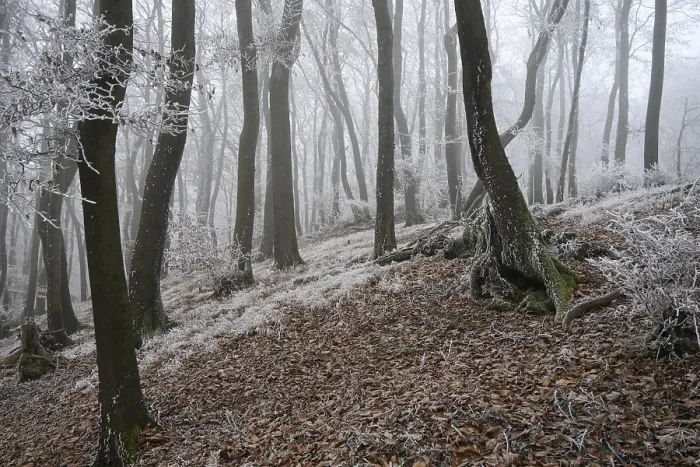 Framed Print : A snowy forest slope in winter fog with frosty structures on the trees Framed Print : A snowy forest slope in winter fog with frosty structures on the trees